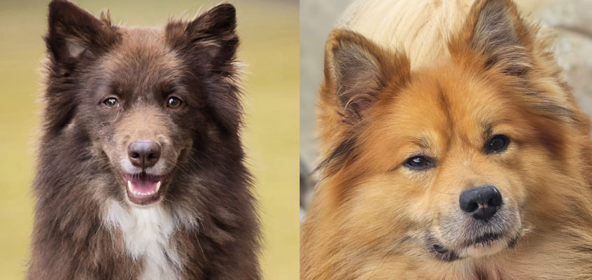 Petur-Bryanna v Rogici (Bry) x Sokki (Loki)