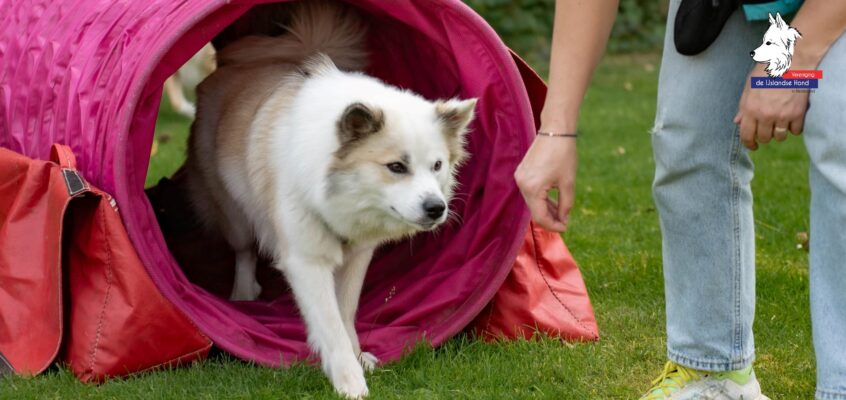 Dag van de IJslandse Hond 2025 – foto’s