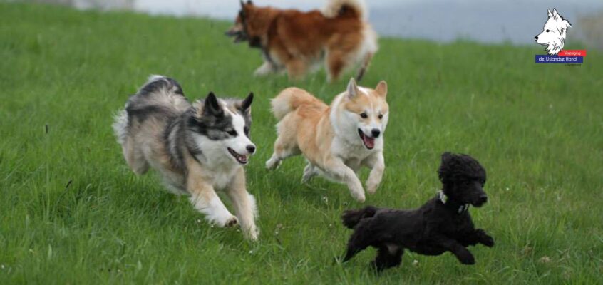 Vul nu de enquête in over jullie IJslandse honden!