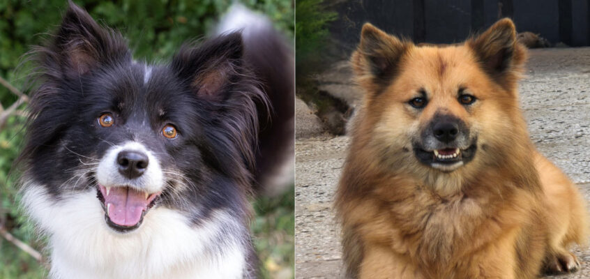 Sola van Rogici x Thor van Rogici