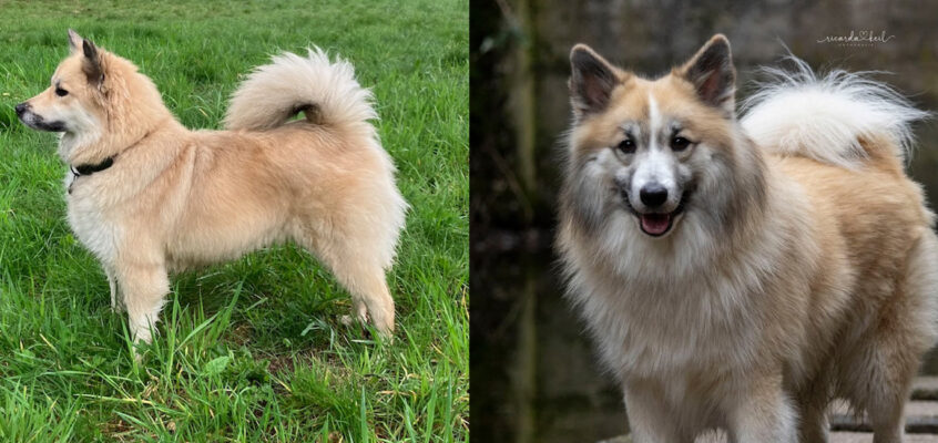 Geboren 25 januari – X-Saga (Lóa) van Rogici x Yggdrasil frá Klettakoti – 1 reutje beschikbaar