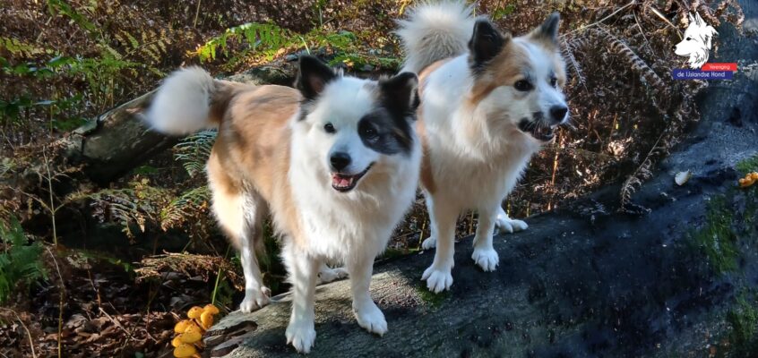 Nieuwjaarswandeling 17 januari in Oosterbeek