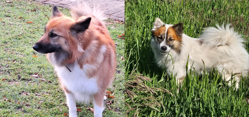 Geboren 21 januari – Töfra Kolla Fráhálendi x Fengur Mimirsson Saeldarlífs