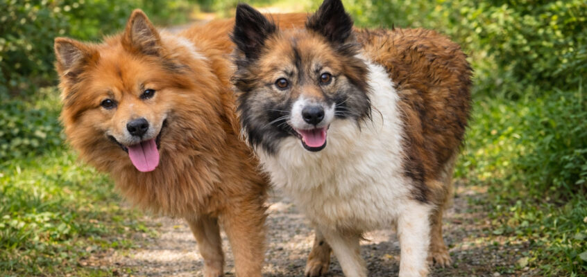 Saga Mjolnirsdóttir frá Idunn x Sokki (Loki)