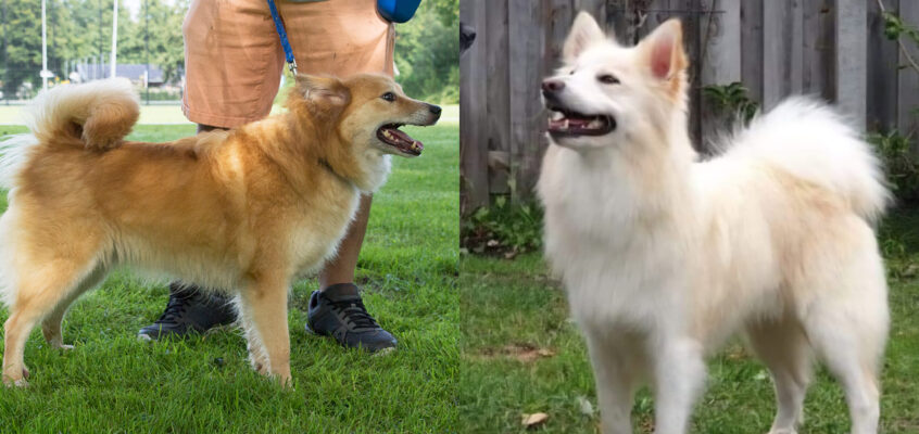 Jóna frá Fridarstödum (Esja) x Geisli (Kibo) of Shiela’s Farm