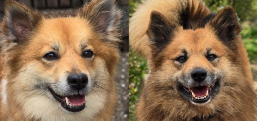 Perla Skadi frá Olafsfjördur x Thor van Rogici