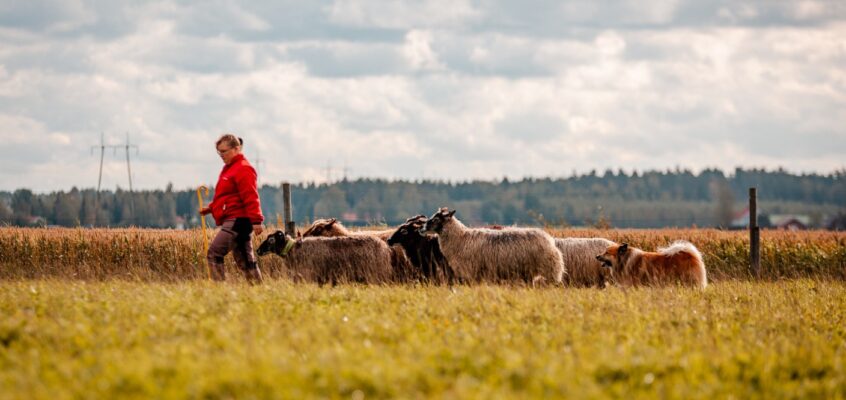 ISIC – Online lezing ‘Herding with Icelandic Sheepdogs