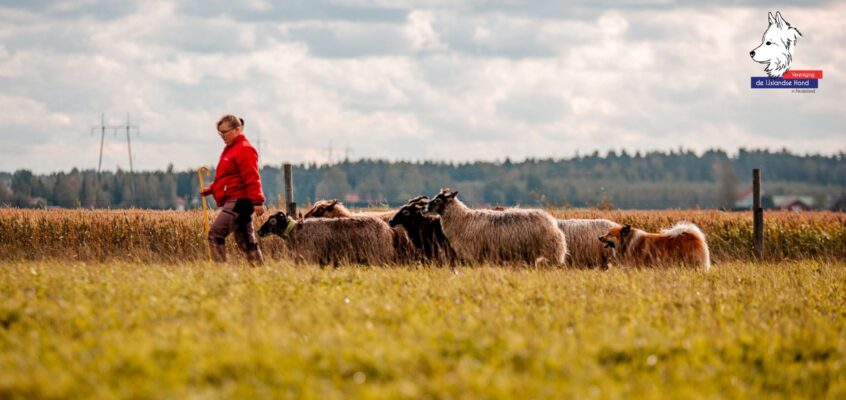 ISIC – Online lezing ‘Herding with Icelandic Sheepdogs’ op 9 mei
