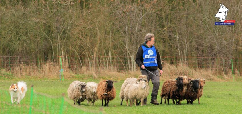 Workshops schapendrijven op 4 & 5 juli