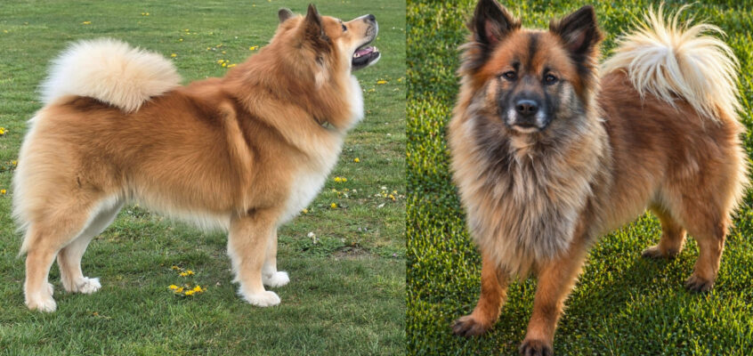 Secret Valley Willow x Bata van Rogici