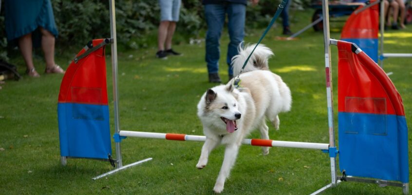 Dag van de IJslandse Hond op 6 september: schrijf je nu in voor de activiteiten!