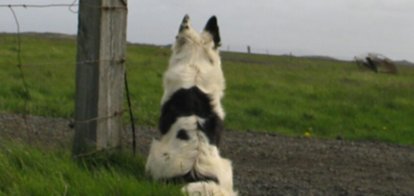 Overweeg een herplaatshond!