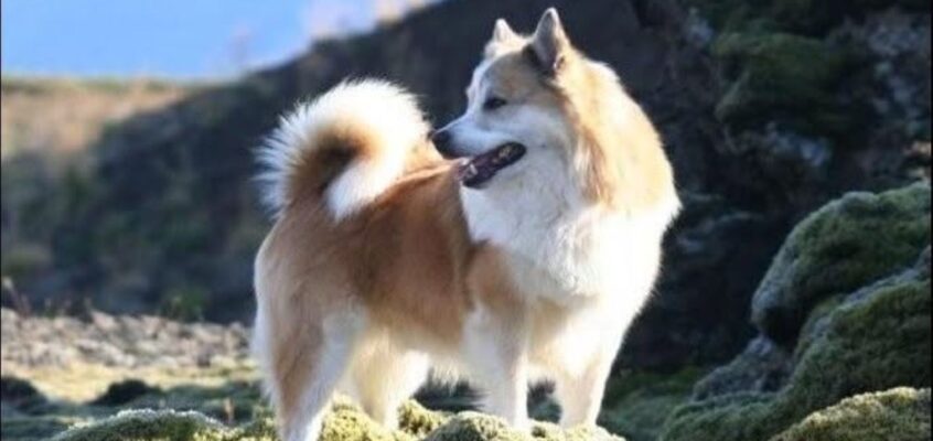 ISIC online lezing 22 augustus: De IJslandse hond, gezondheid en standaard