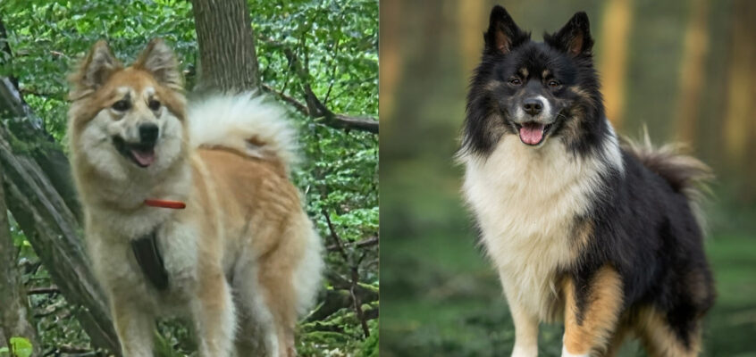 Saga Freyja Frá Hálendi (Sadie) x Viðar Dissason Fra Idunn